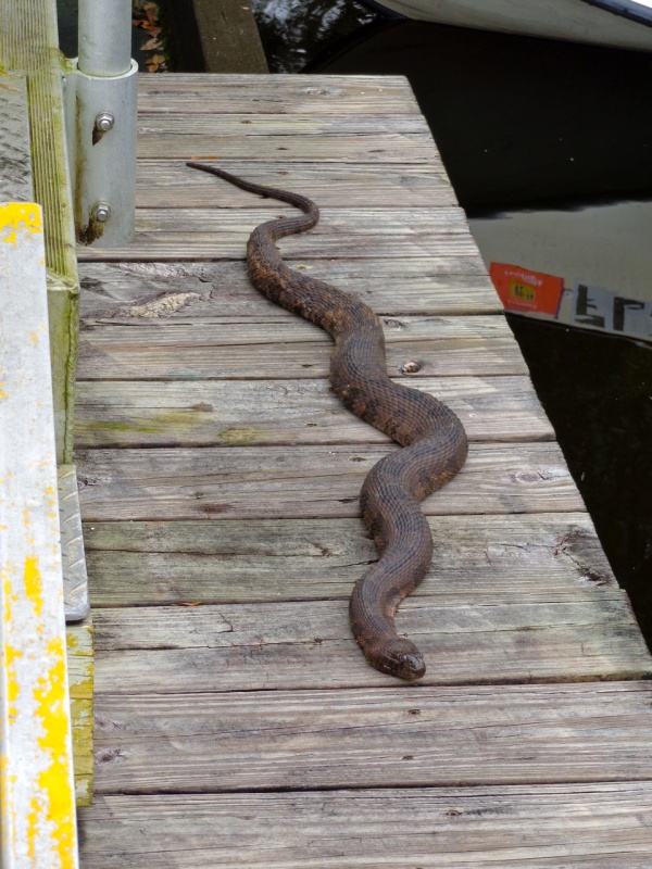 This non-venomous brown water snake lived on the dock where all our boats were tied up.