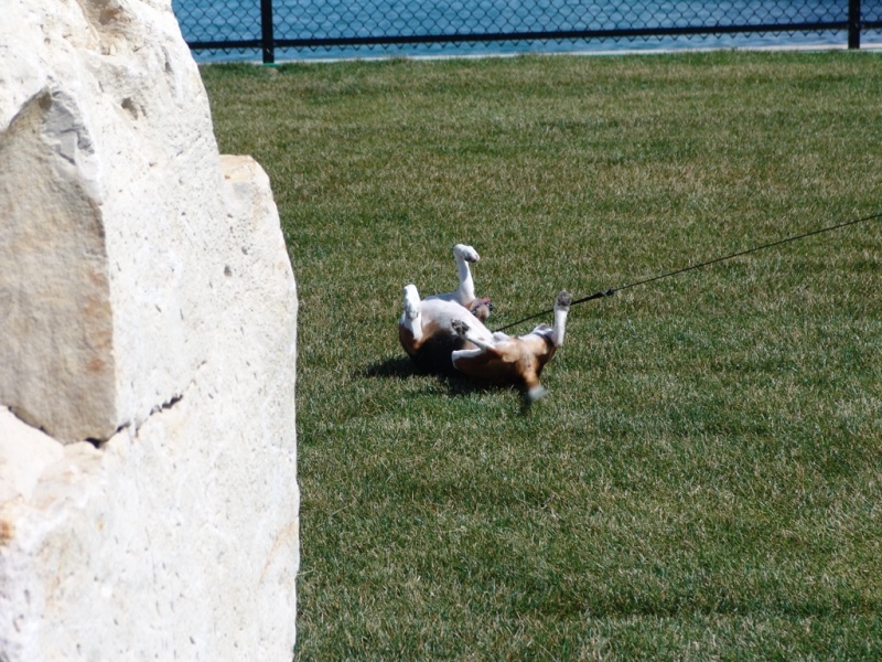 This one likes to roll.