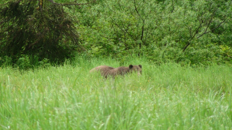 this tall of grass can conceal even a very big bear