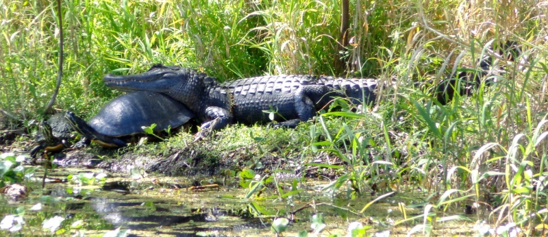 This turtle and alligator hung out together all day.  The alligator is using the turtle as a chin rest.