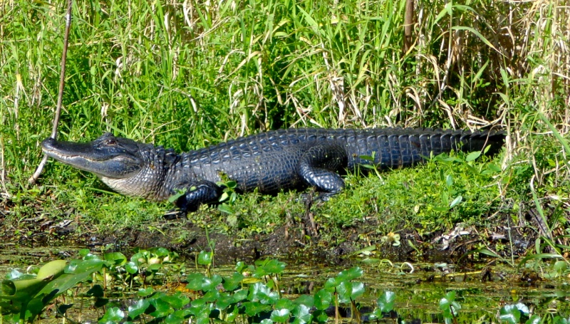 This was the resident alligator who lived right beside of the dock the C-Brats occupied.  The rangers said that he normally was on the bank every day but was hiding until most of the boats left on Monday.
