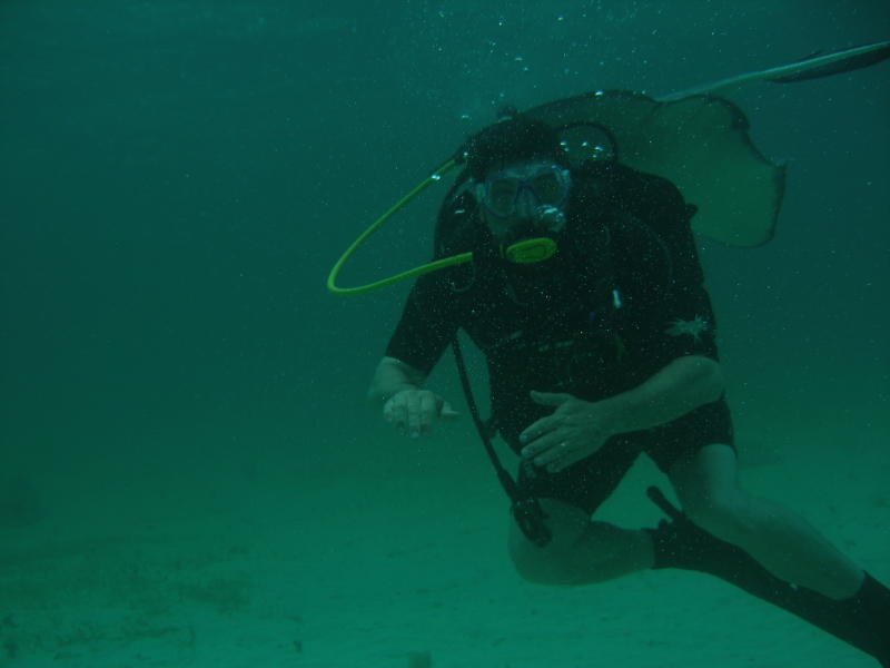 Tomm buzzed by hungry sting rays
