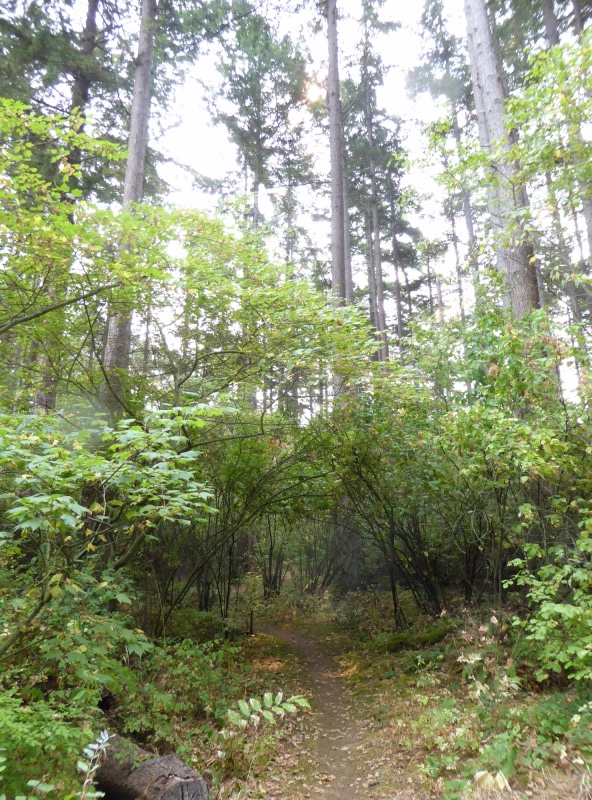 Trail on north side of island