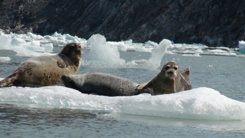 two on guard & one zonked out