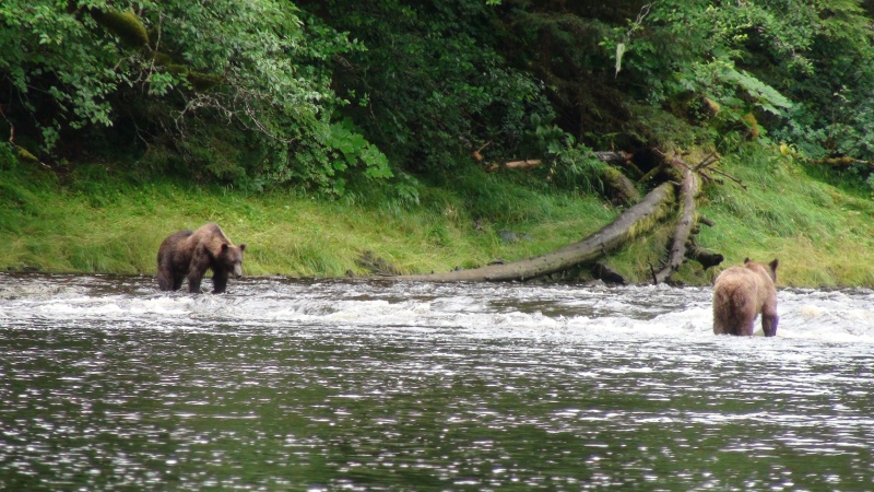 Watched & heard these bears in a tremendous battle