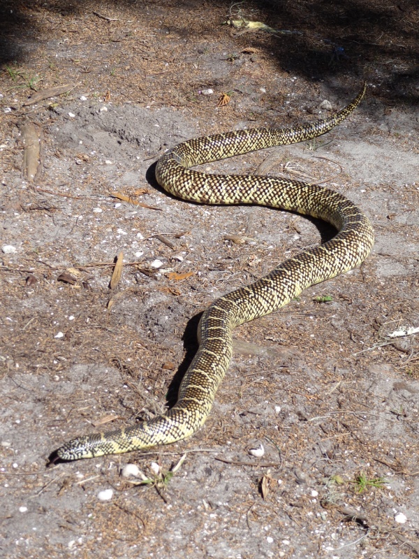 Welcome to Hontoon Island State Park!