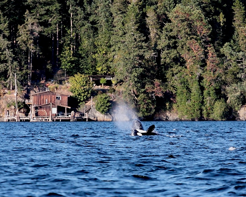 West Sound, Orca\'s Island