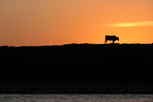 What a bunch of bull!