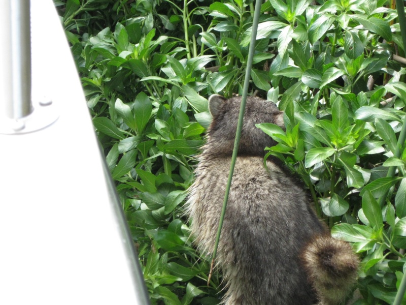 While eating dinner I heard something in the tules. He did not seem to want his picture taken. He turned and ran as soon as I opened the window.