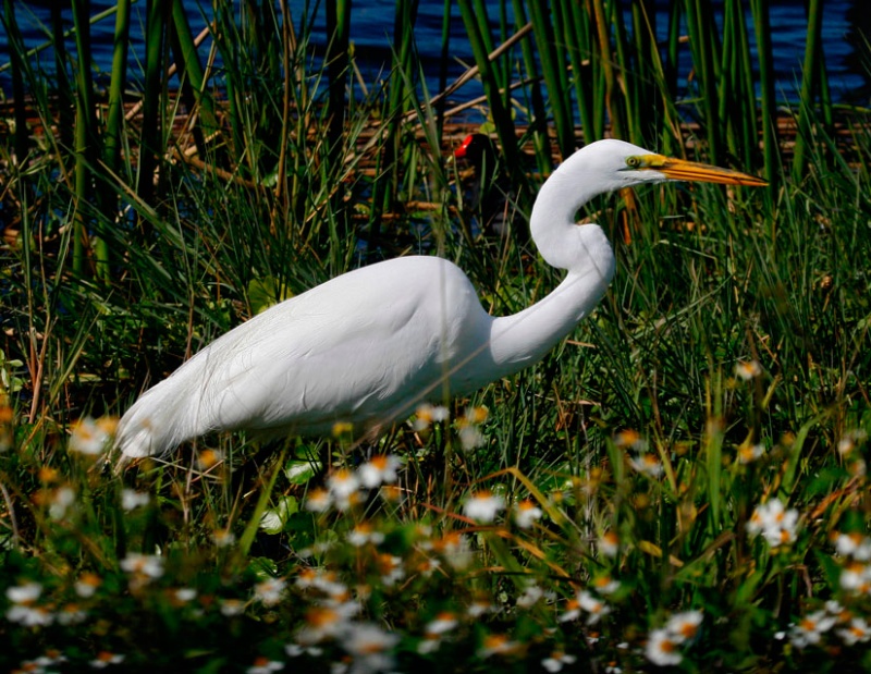 White Heron with Marsh Hen in Background