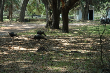 Wild turkey on Cumberland Island