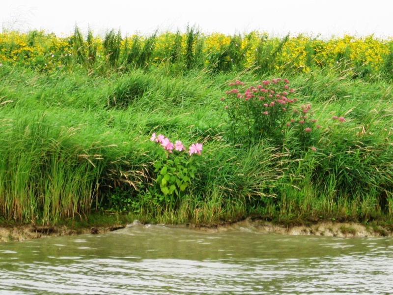 wildflowers along the canal