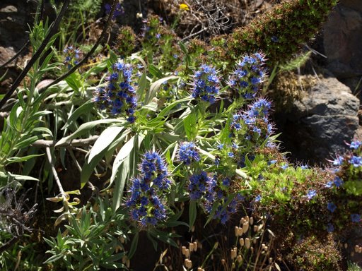Wildflowers on Angel Island