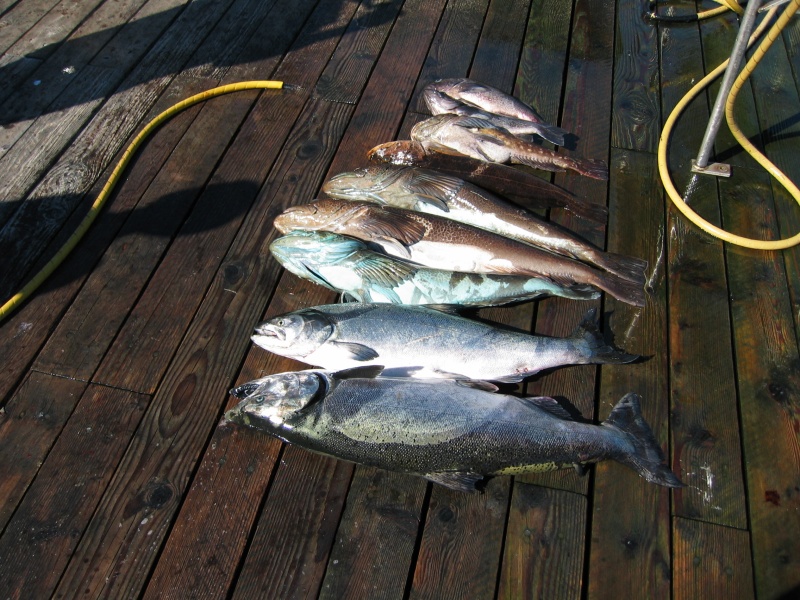 (Work Release)  Nooka Sound, another days catch