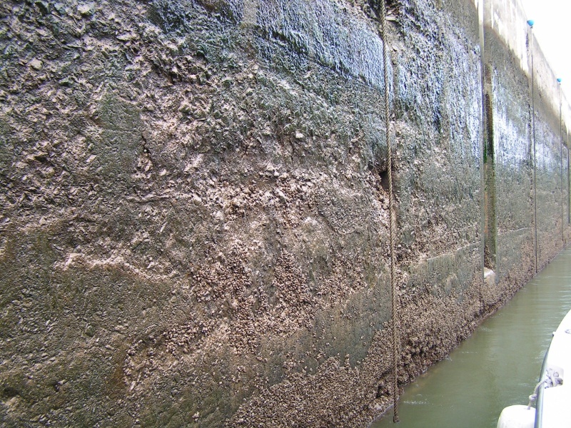 Zebra mussels on one of the locks in the Champlain Canal